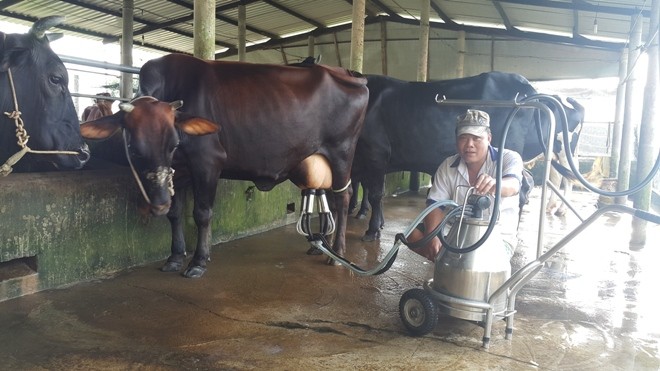 Người nuôi bò sữa TP HCM đang 'chết' dần vì dịch Soma