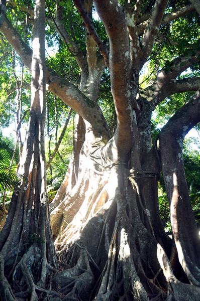 Hai cây đa độc nhất vô nhị ở bán đảo Sơn Trà