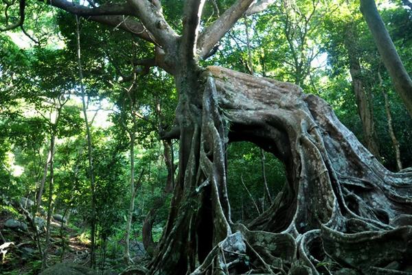 Hai cây đa độc nhất vô nhị ở bán đảo Sơn Trà
